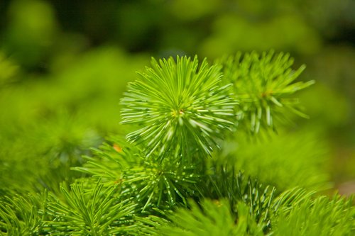 nature  tree  plant