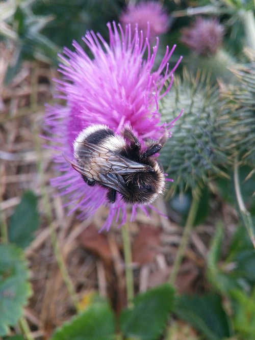 nature  plant  flower