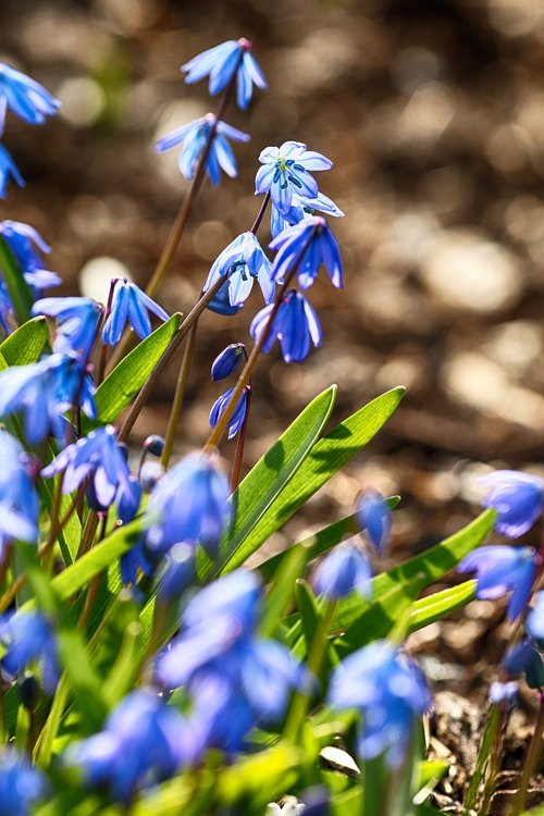 nature  flower  flora