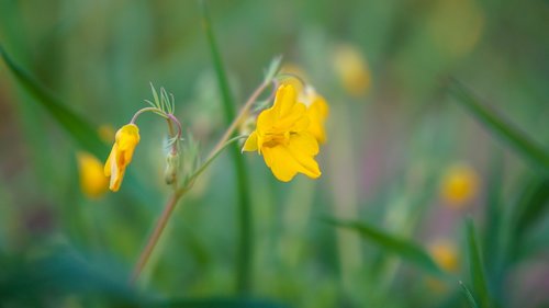 nature  plant  flower