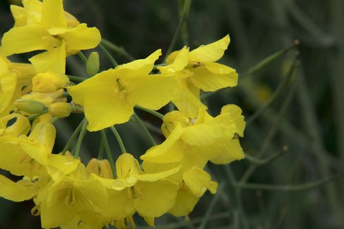 nature  plant  flower