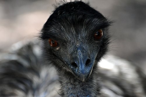 nature  animals  eye