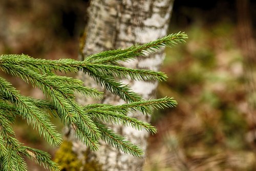 nature  outdoors  tree