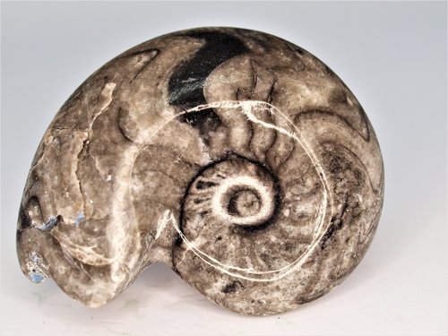 nature  desktop  ammonite