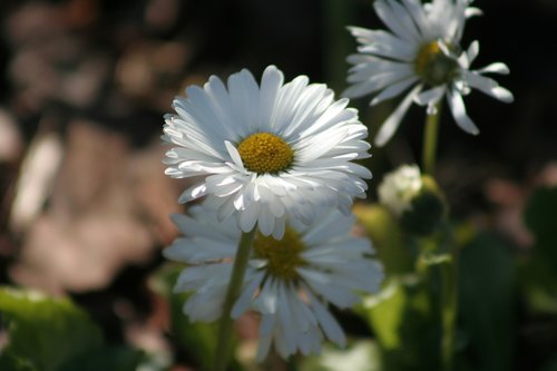 nature  flower  plant