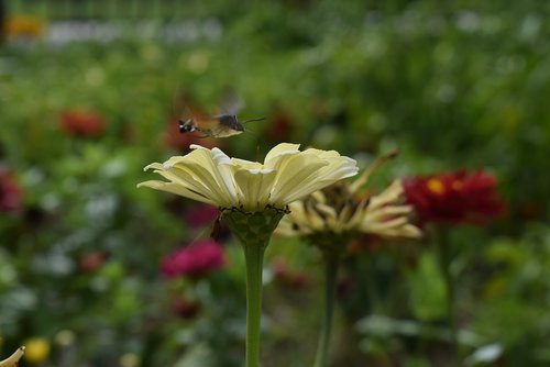 nature  flower  plant