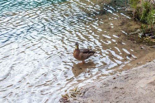 nature  water  summer