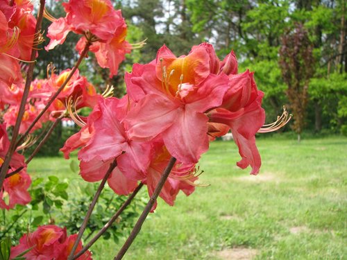 nature  plant  flower