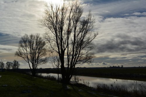 nature  tree  panorama