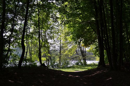 nature  tree  landscape