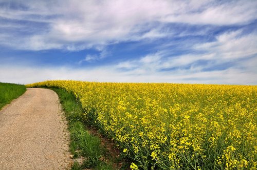 nature  landscape  spring