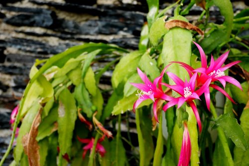 nature  plant  flower