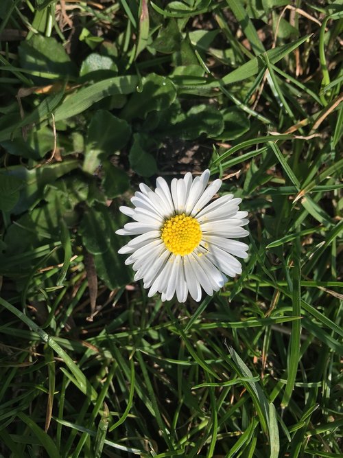 nature  plant  flower