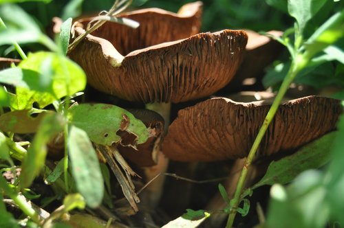 nature  food  leaf