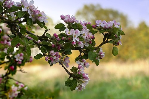 nature  tree  apple tree