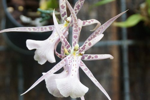 nature  flora  flower