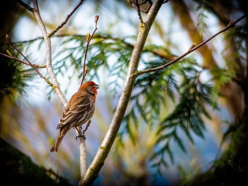 nature  bird  tree