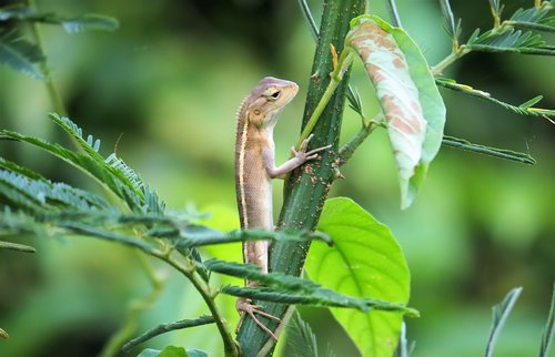 nature  animal  wildlife