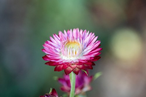 nature  flower  flora