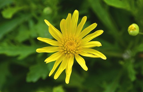 nature  summer  plant