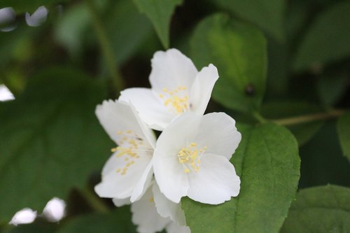 nature  leaves  plant