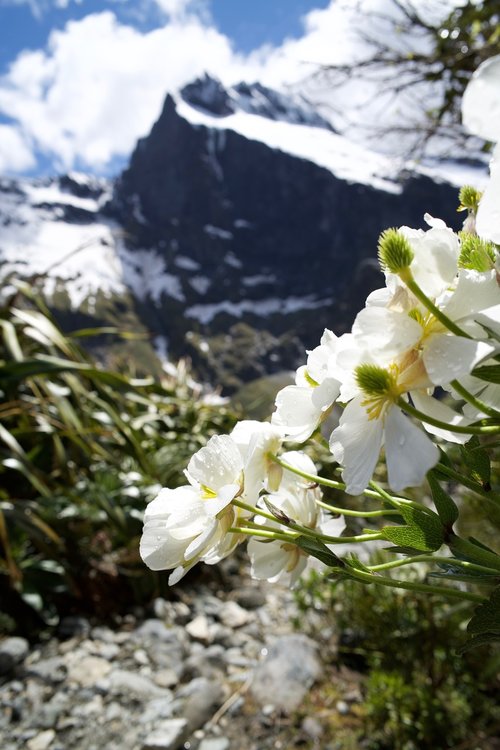 nature  flowers  plants