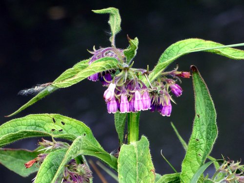 nature  leaf  flower