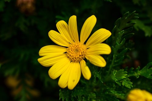 nature  plant  flower