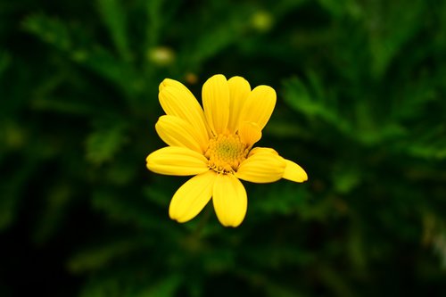 nature  summer  plant