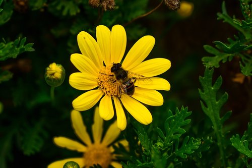 nature  plant  flower