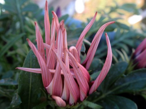 nature  plant  flower