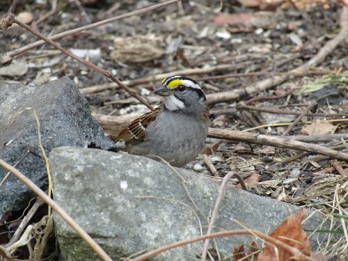 nature  wildlife  bird