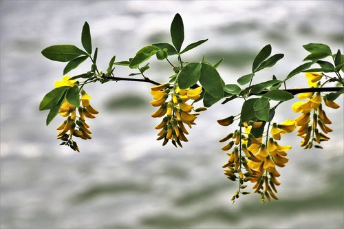 nature  wisteria  plant