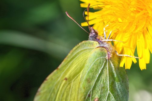 nature  insect  leaf