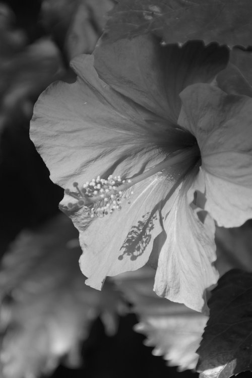 nature  monochrome  flower