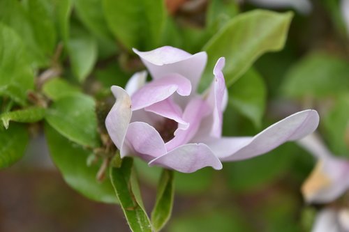 nature  flower  leaf