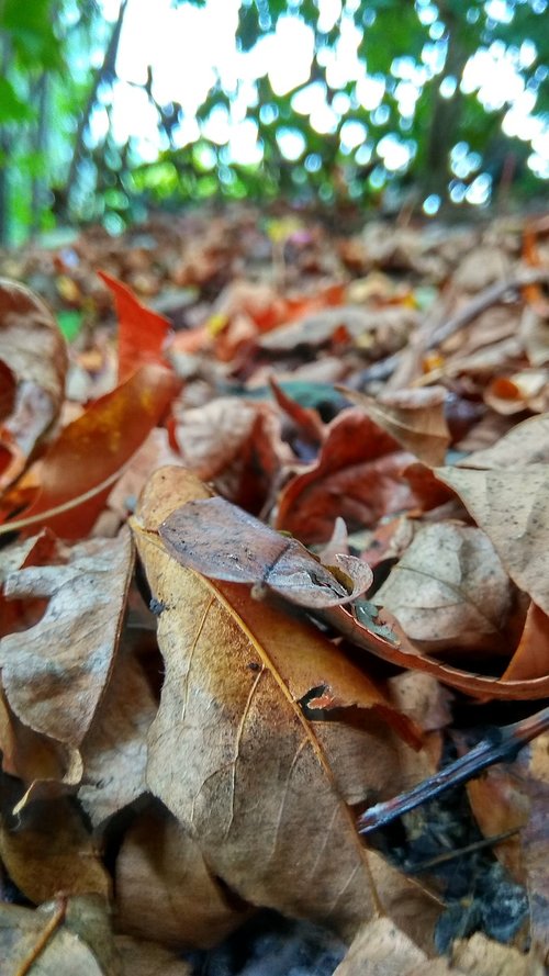 nature  autumn  leaf