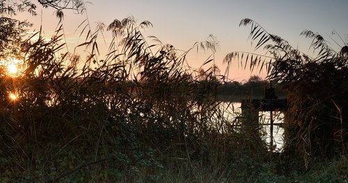 nature  tree  dawn