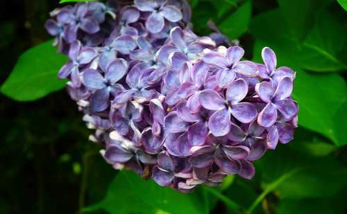 nature  plant  flower