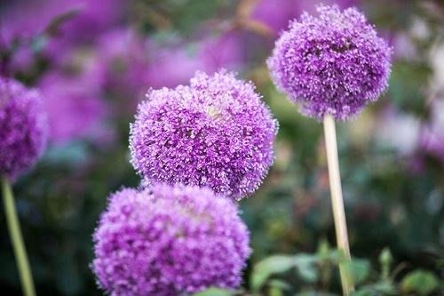 nature  flowers