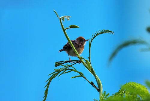 nature  wildlife  bird