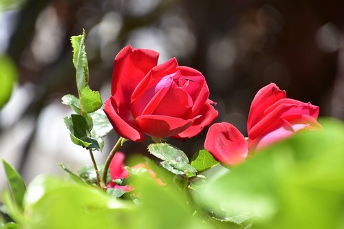 nature  flower  plant