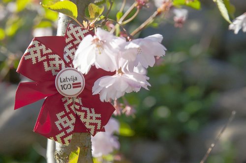 nature  flower  outdoors