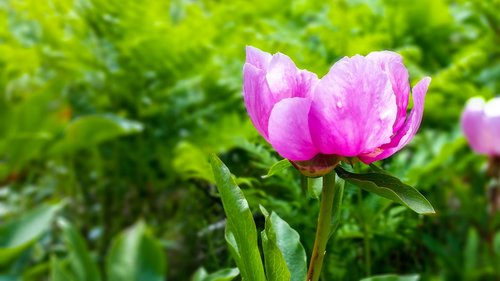 nature  plant  leaf