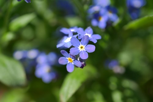 nature  plant  flower