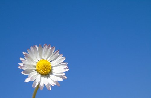 nature  summer  flower