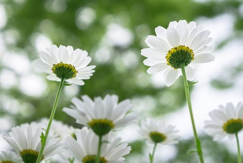 nature  flowers  plants