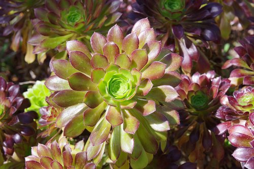 nature  plant  flower