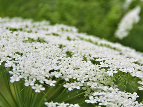 nature  flora  flower