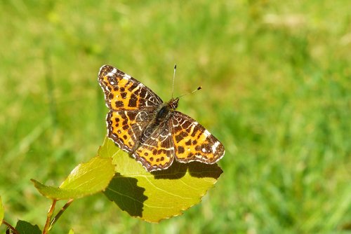 nature  at the court of  summer